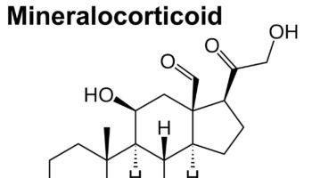 mineralocorticoid