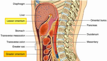 omentum