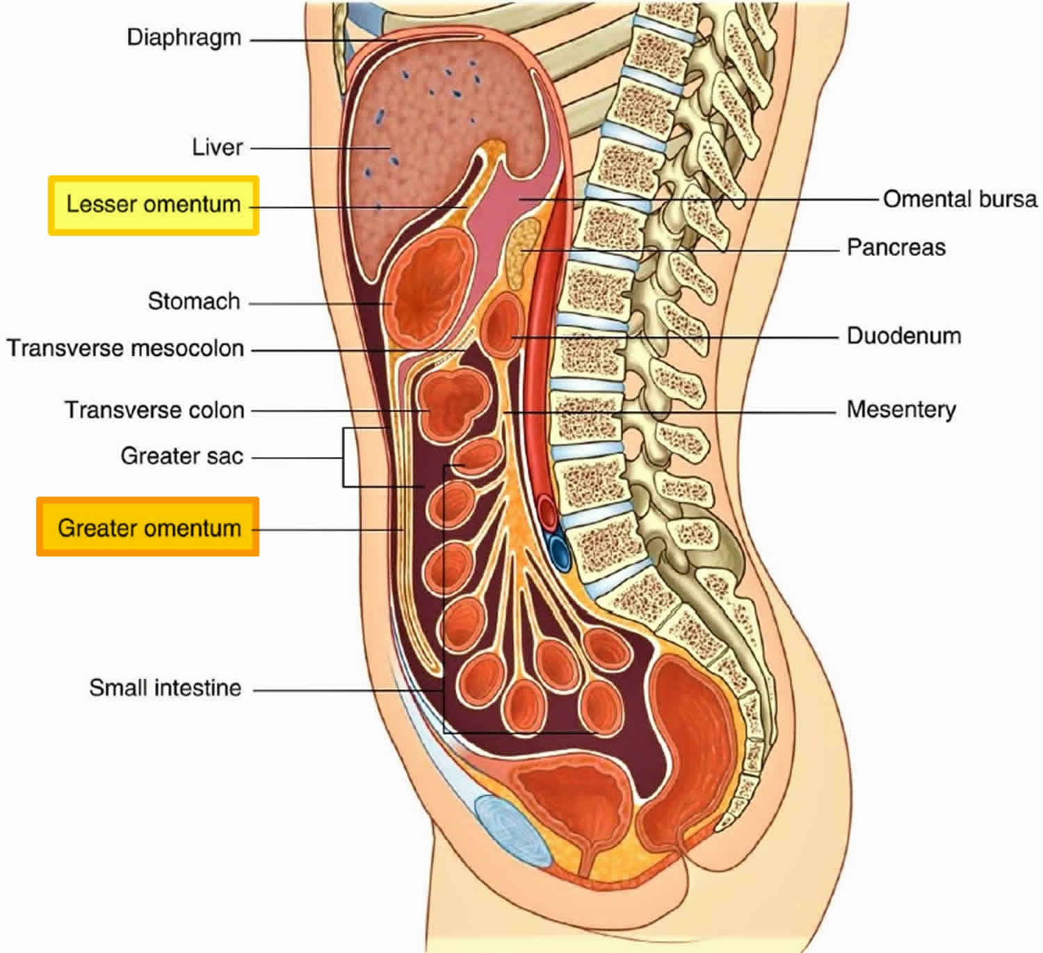 Greater And Lesser Omentum Anatomy And Omentum Function