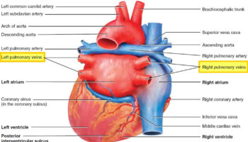 pulmonary vein