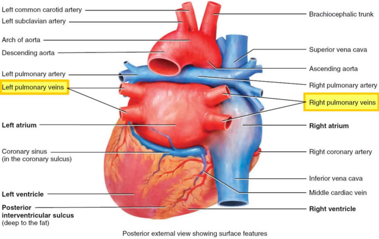 Pulmonary vein anatomy, function, location, ablation, stenosis & thrombosis