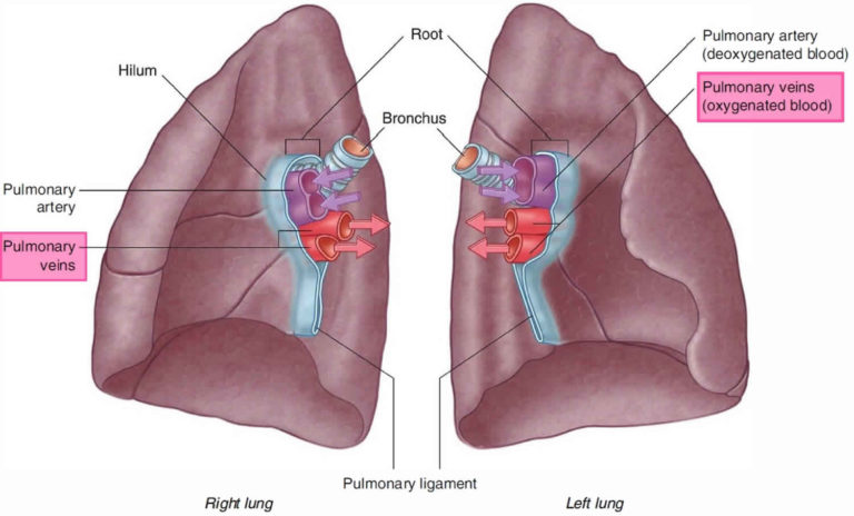 Pulmonary Vein Anatomy Function Location Ablation Stenosis Thrombosis