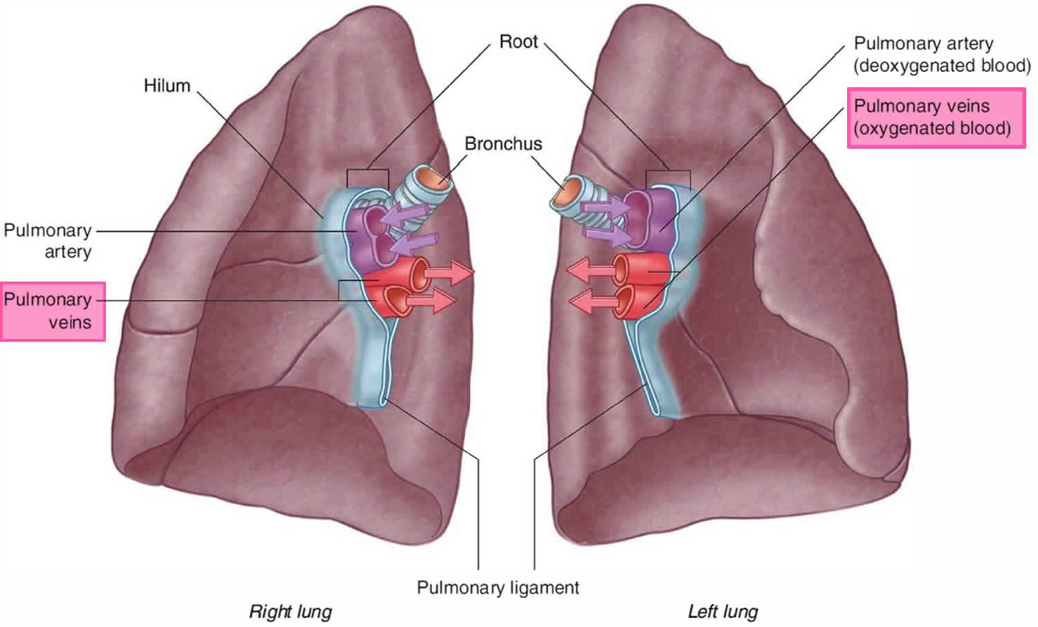 What Is The Bengali Meaning Of Pulmonary Vein