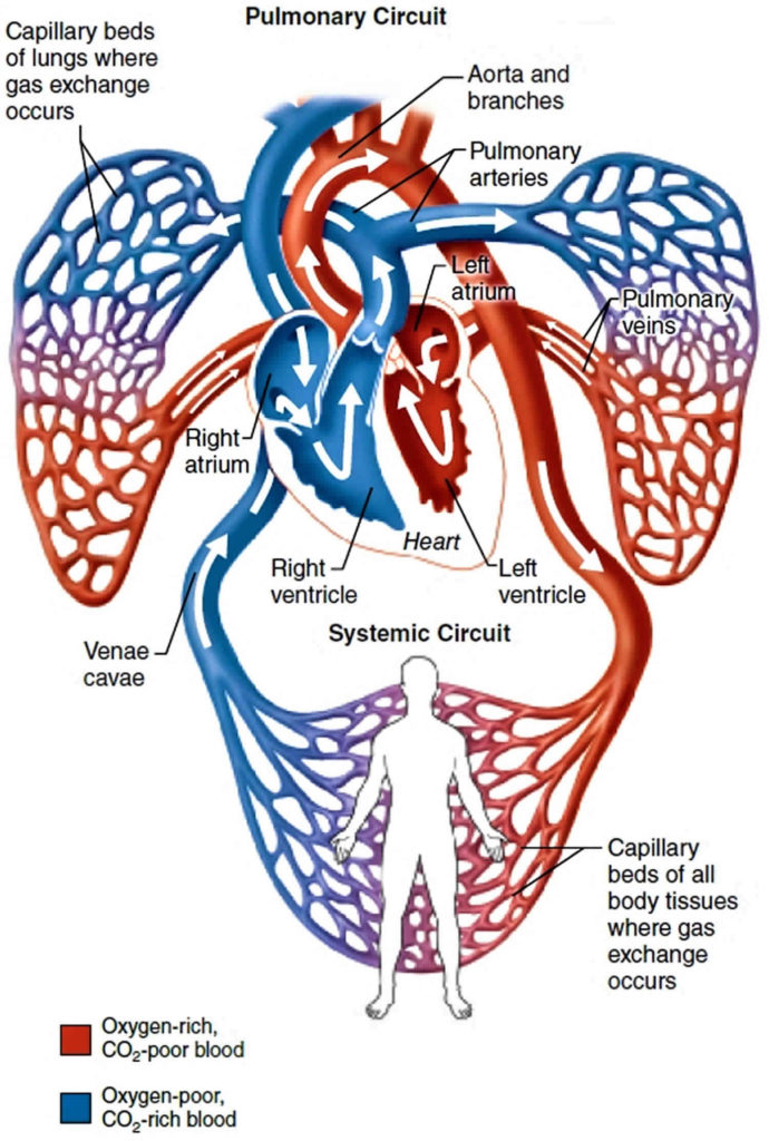 Pulmonary vein anatomy, function, location, ablation, stenosis & thrombosis