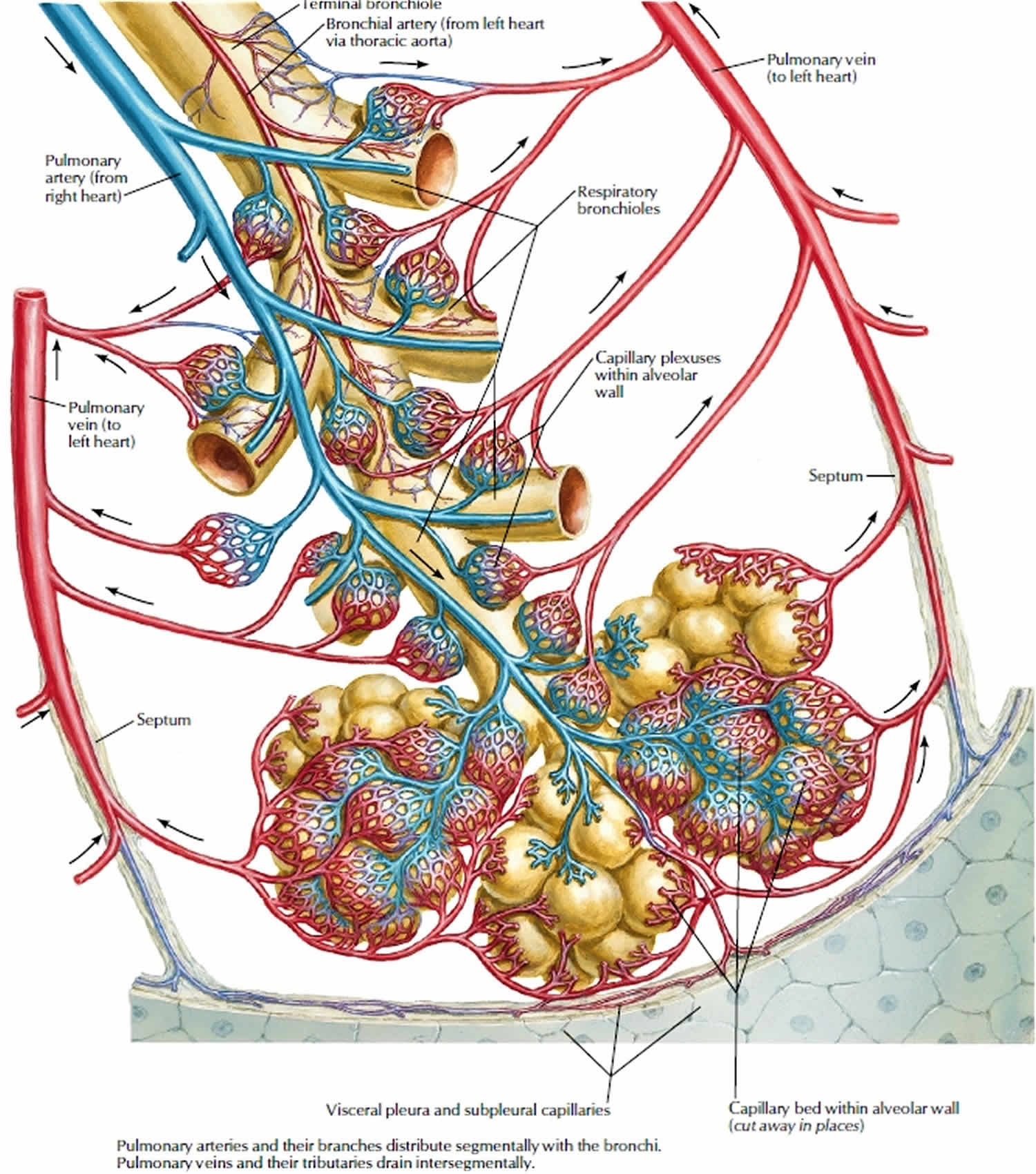 Pulmonary vein anatomy, function, location, ablation, stenosis & thrombosis
