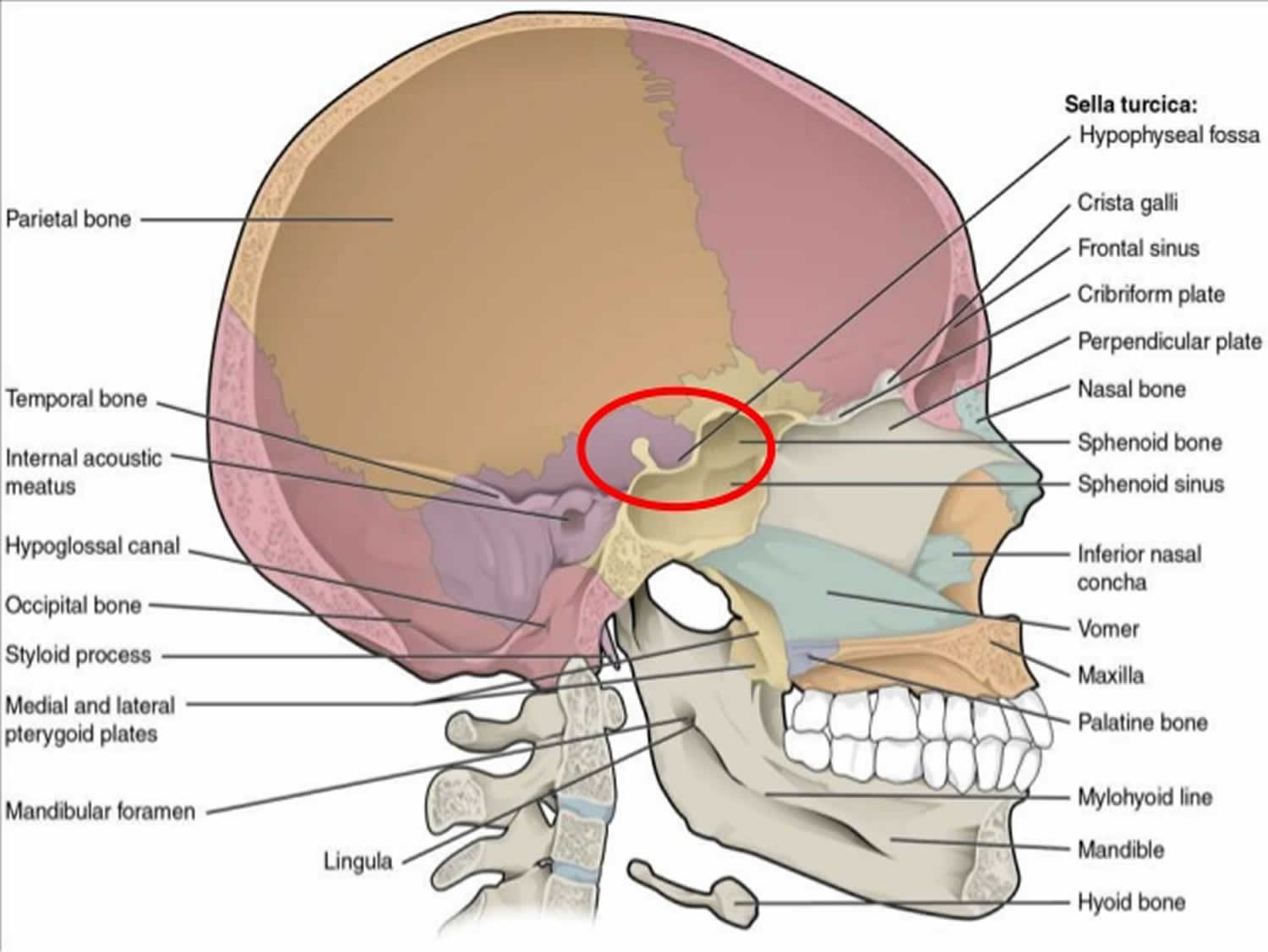 Empty Sella Syndrome Causes Risk Factors Symptoms Diagnosis Treatment