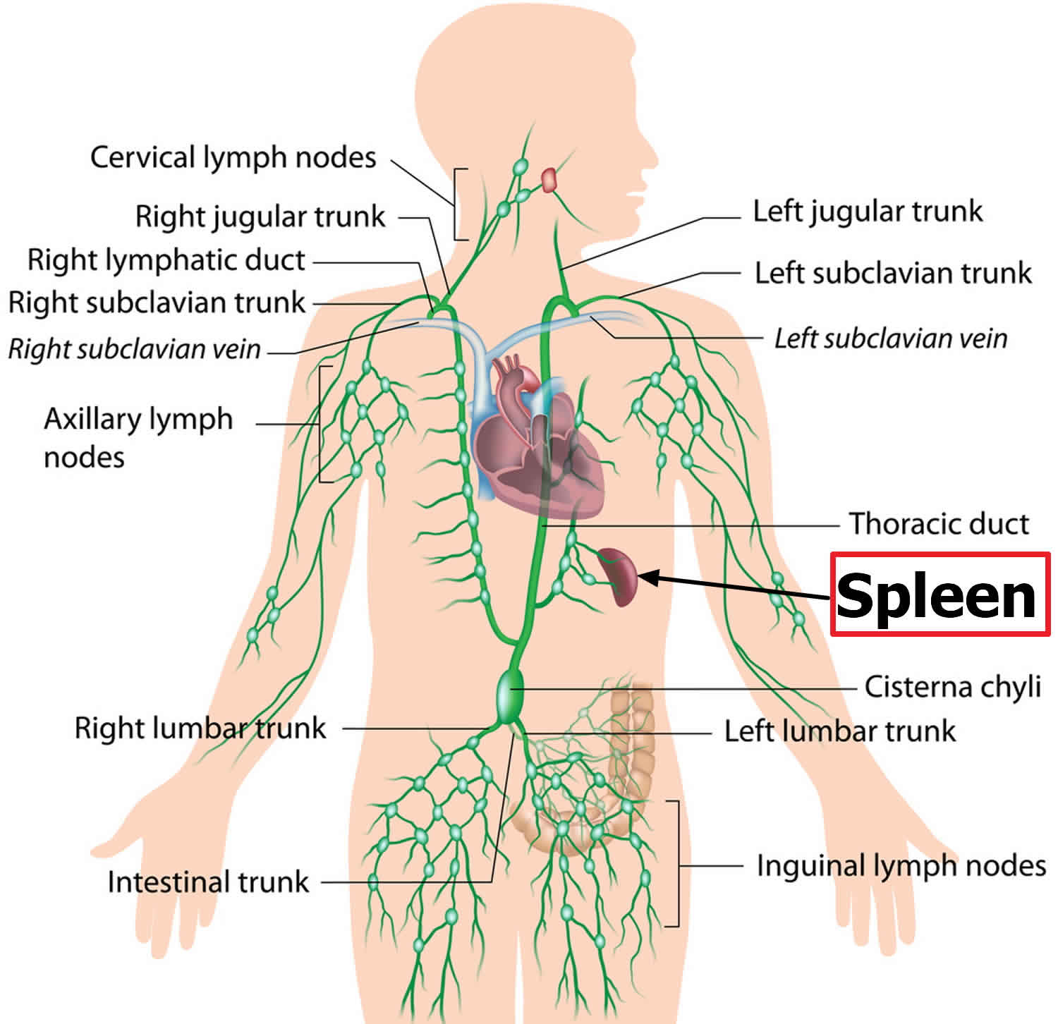 Spleen and the lymphatic system
