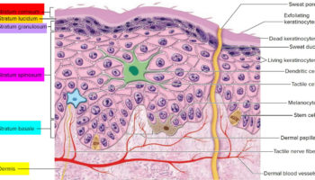 stratum corneum