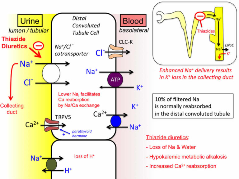 thiazide-diuretics-uses-list-thiazide-mechanism-of-action-thiazide