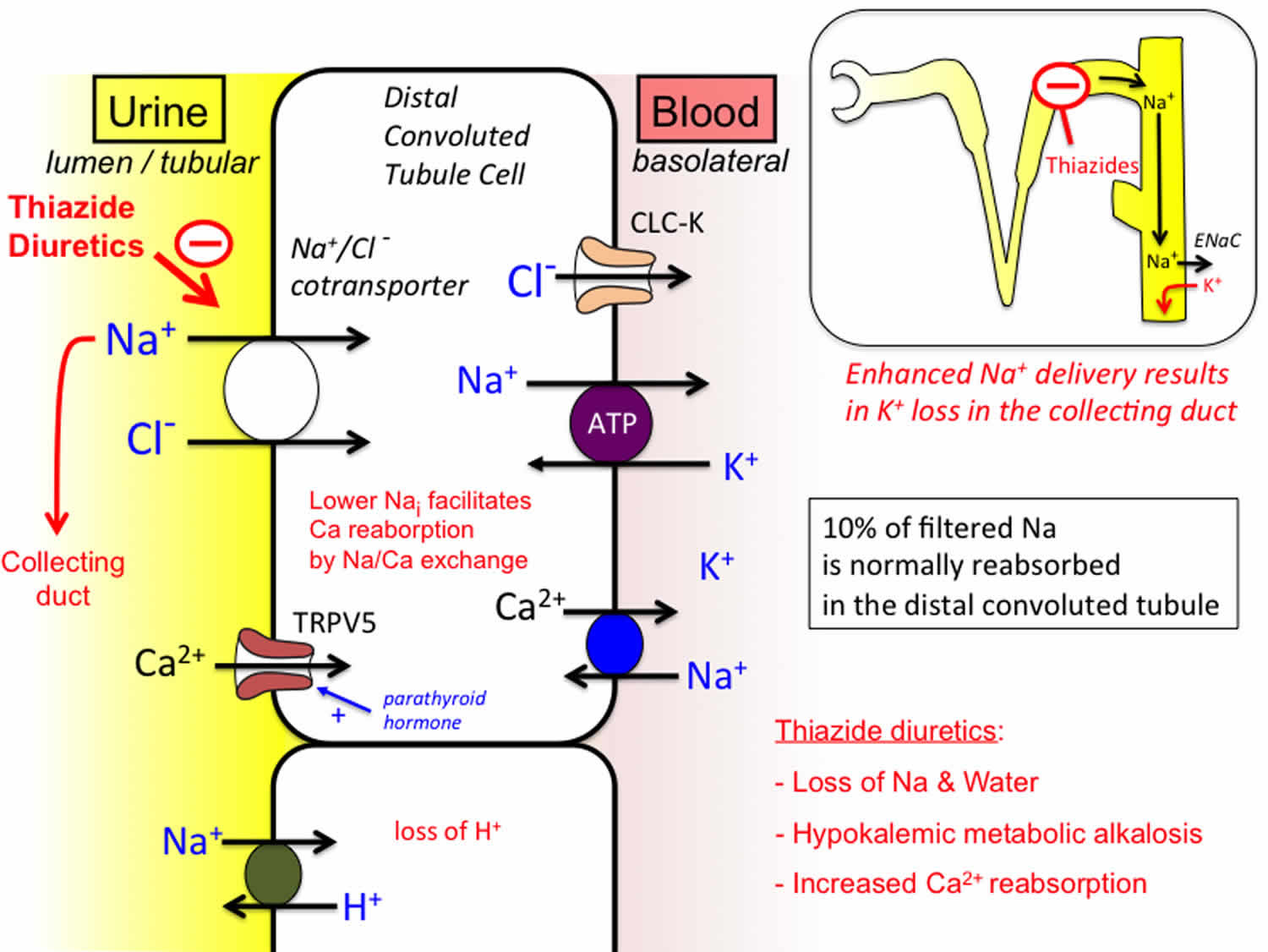 How Do Thiazide Diuretics Reduce Blood Pressure