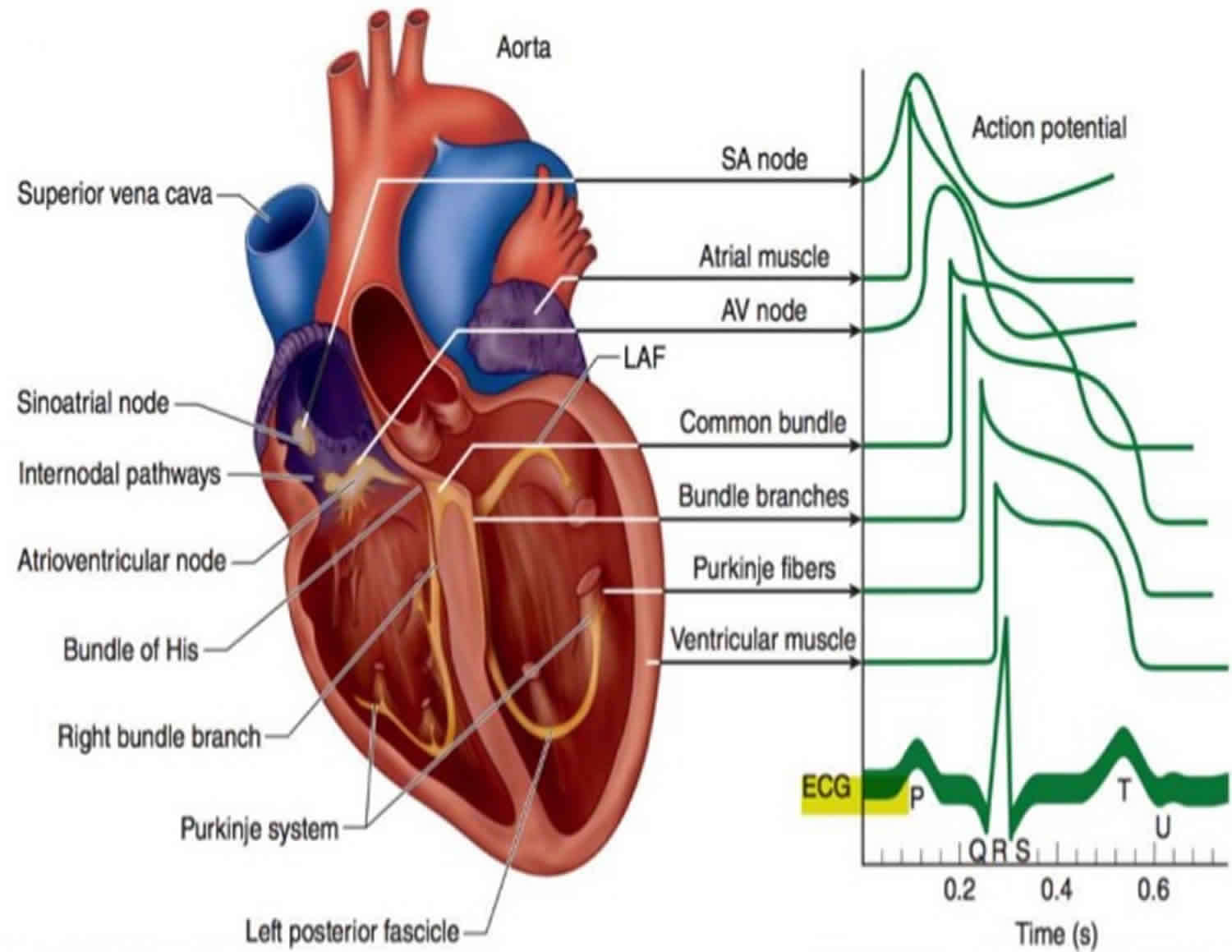 electrophysiology test