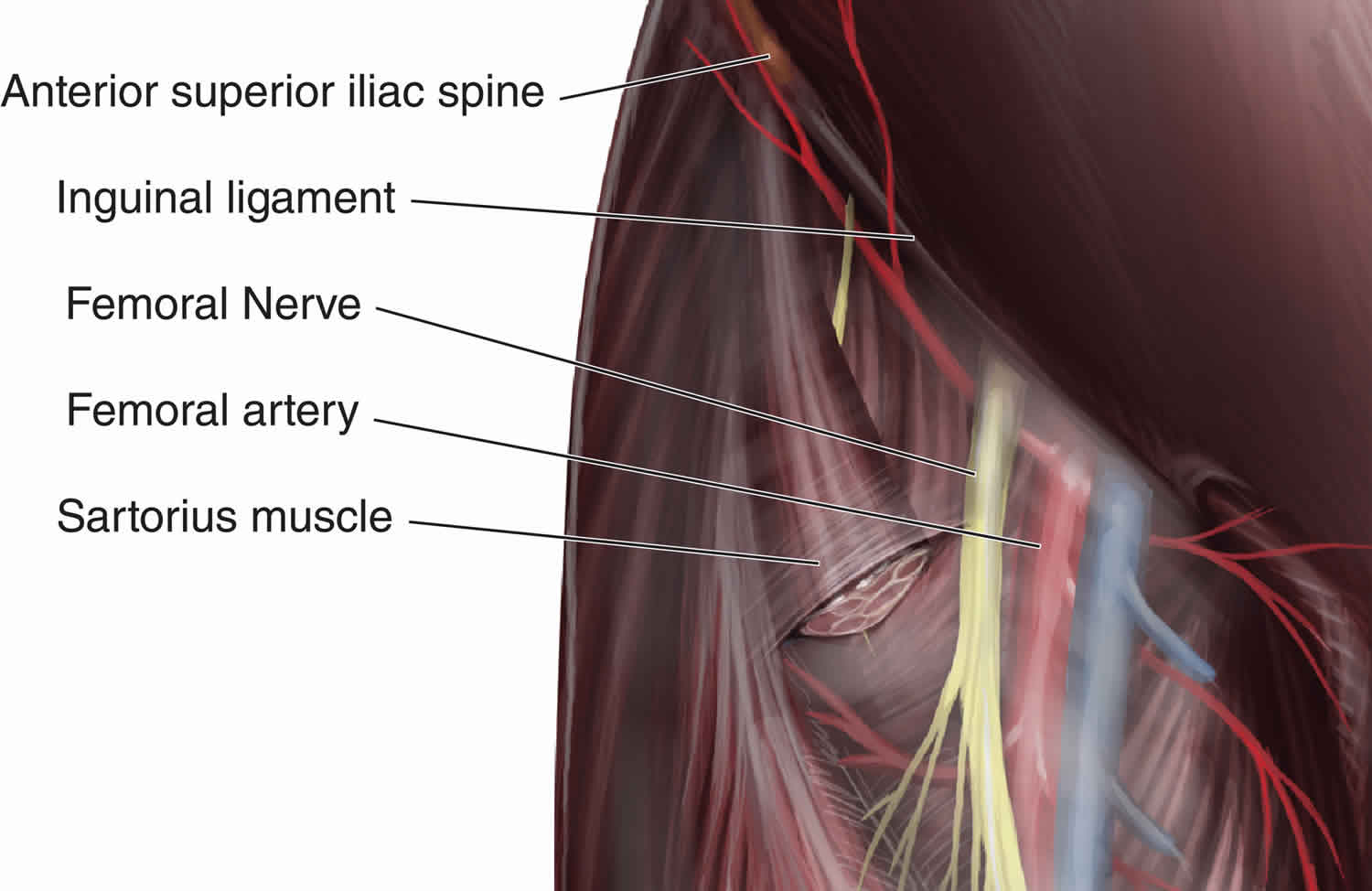 Nerve block uses, duration, nerve block procedure & side effects