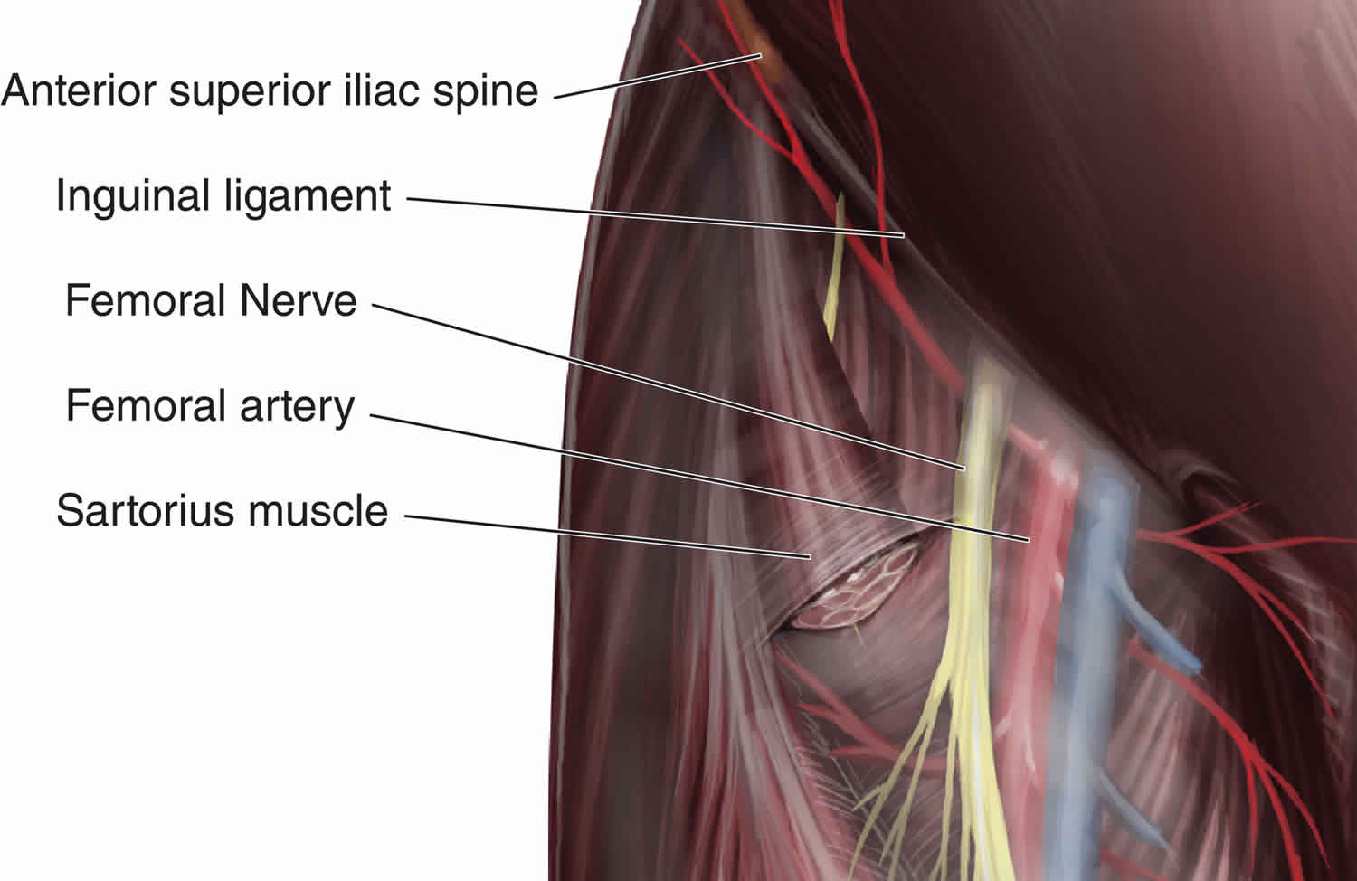 Femoral nerve block