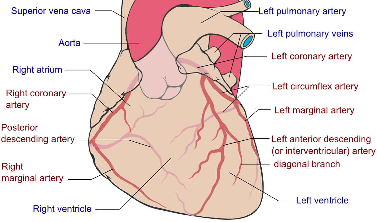 Heart coronary arteries