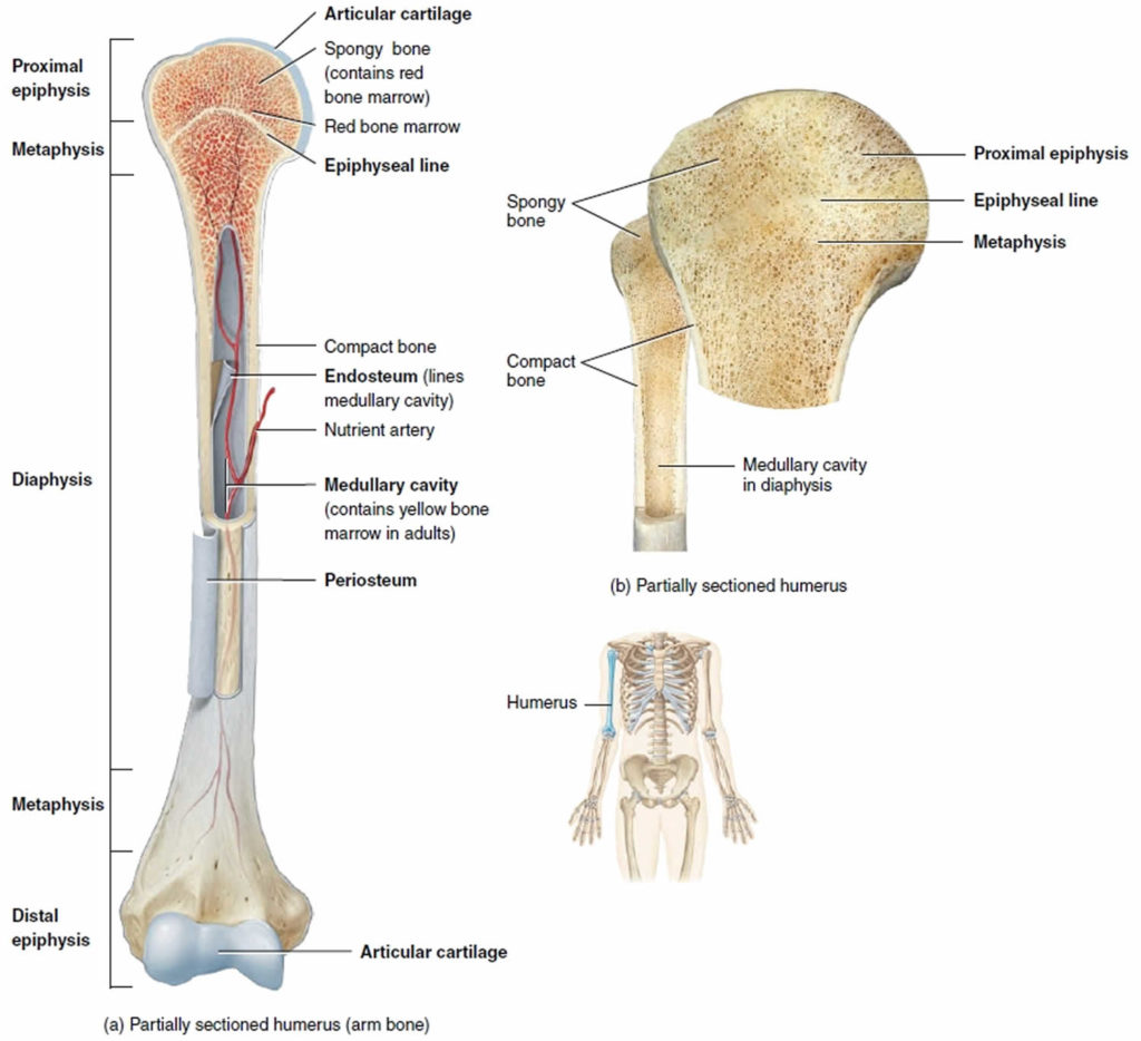 Long Bone Anatomy Structure Parts Function And Fracture Types 4999