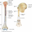 Long bone anatomy