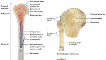 Long bone anatomy