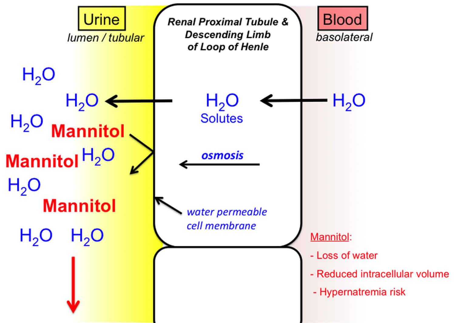 Cetosis nutricional y diuresis