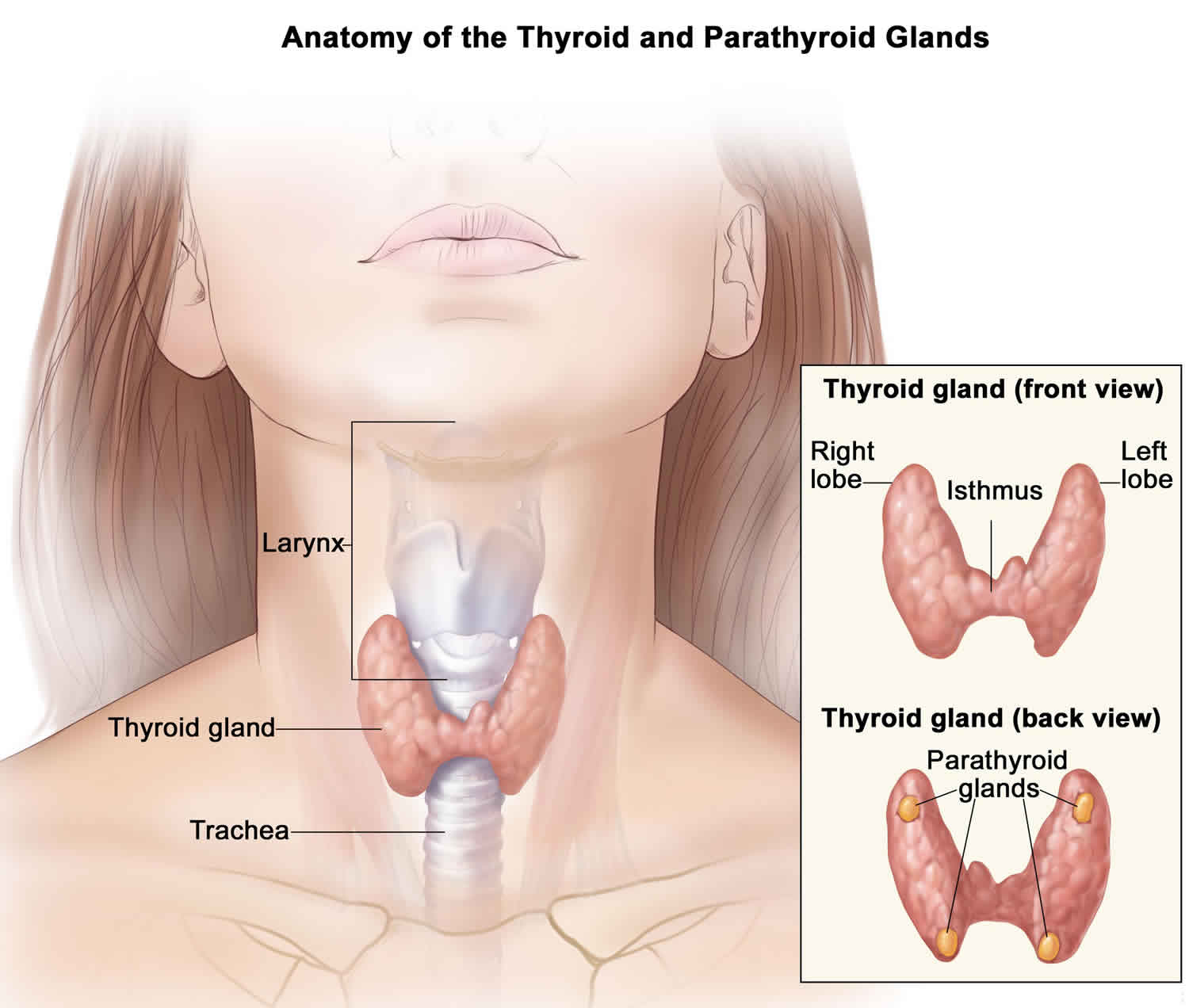 Parathyroidectomy