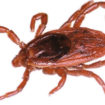 Tick paralysis