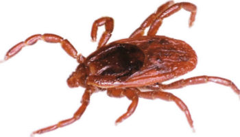 Tick paralysis