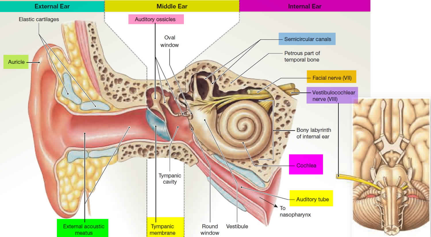 the tube that connects the middle and inner ear