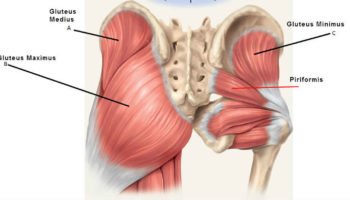 gluteus maximus