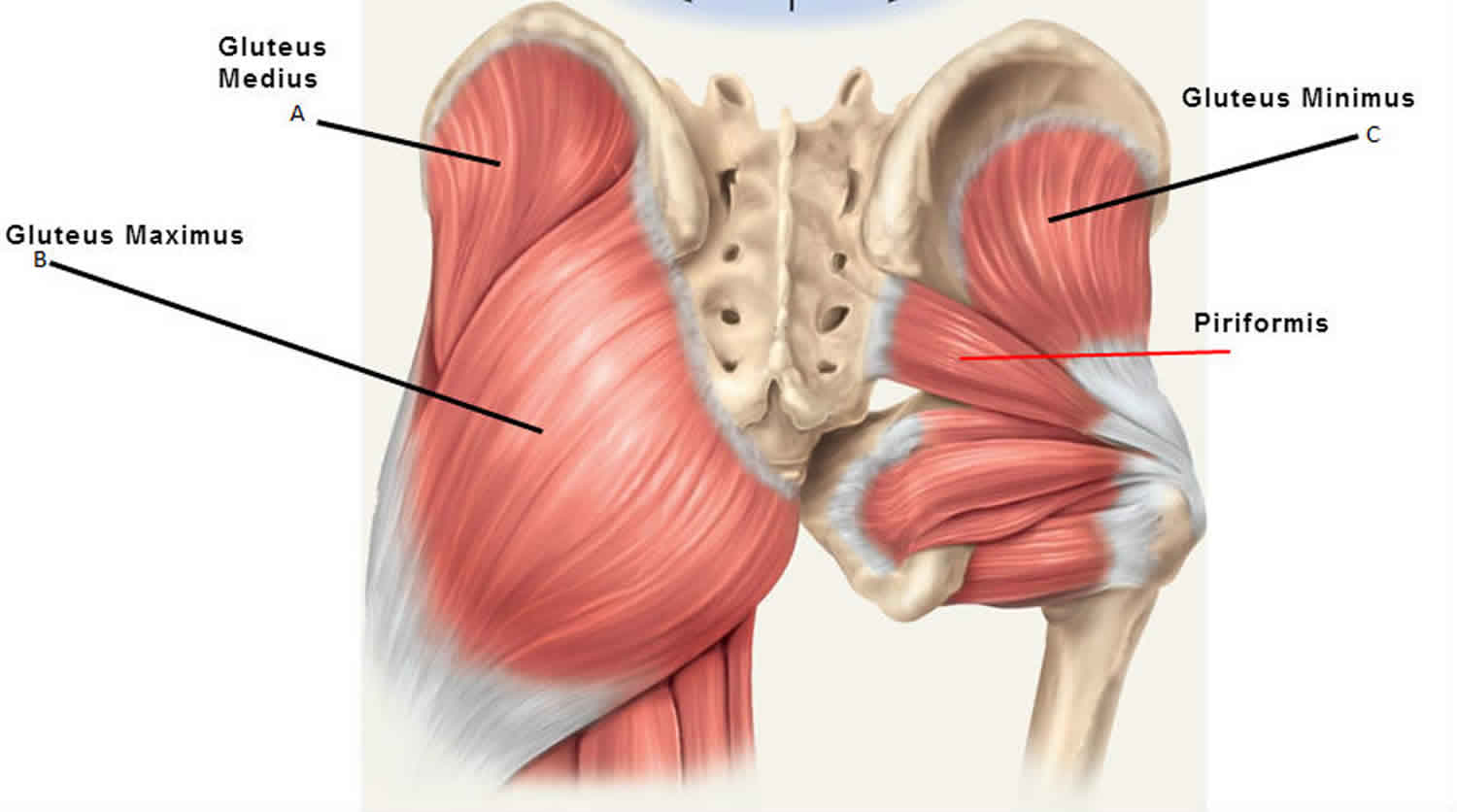 Gluteus Maximus Anatomy Function Action Exercises Workout