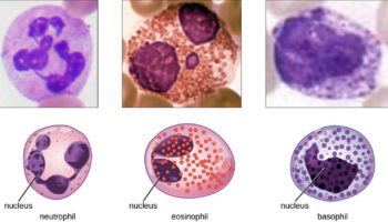 granulocytes