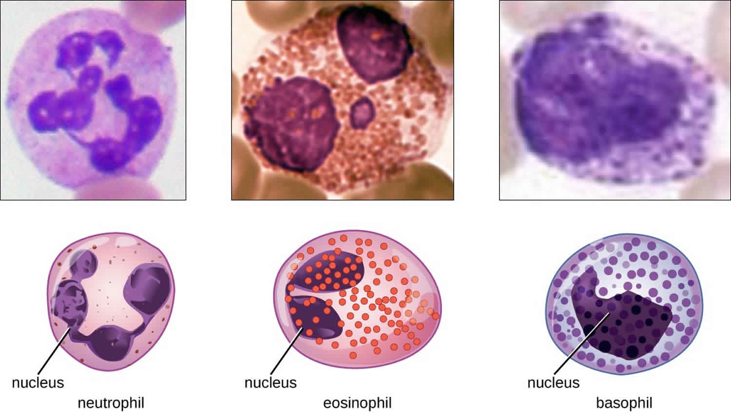 granulocytes
