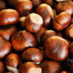 horse chestnut