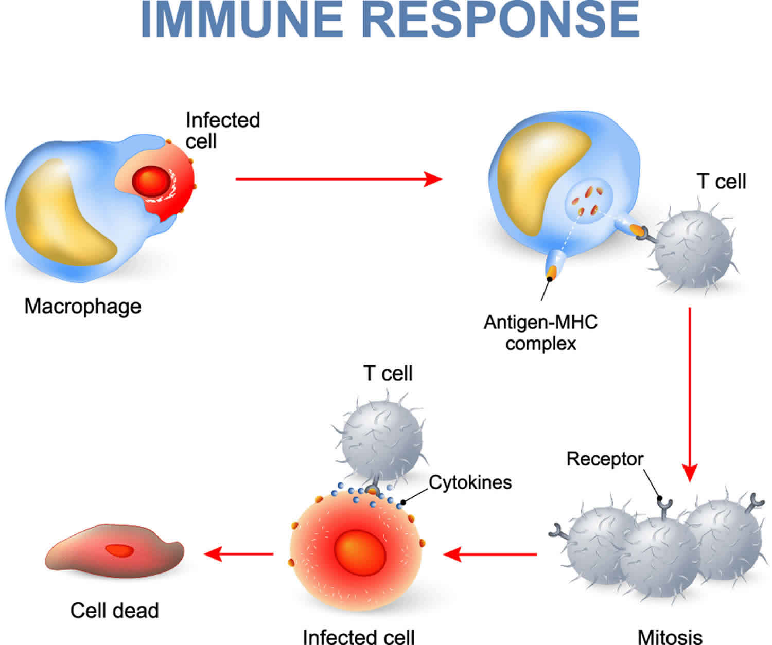 Immune Response Steps