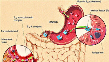 intrinsic factor