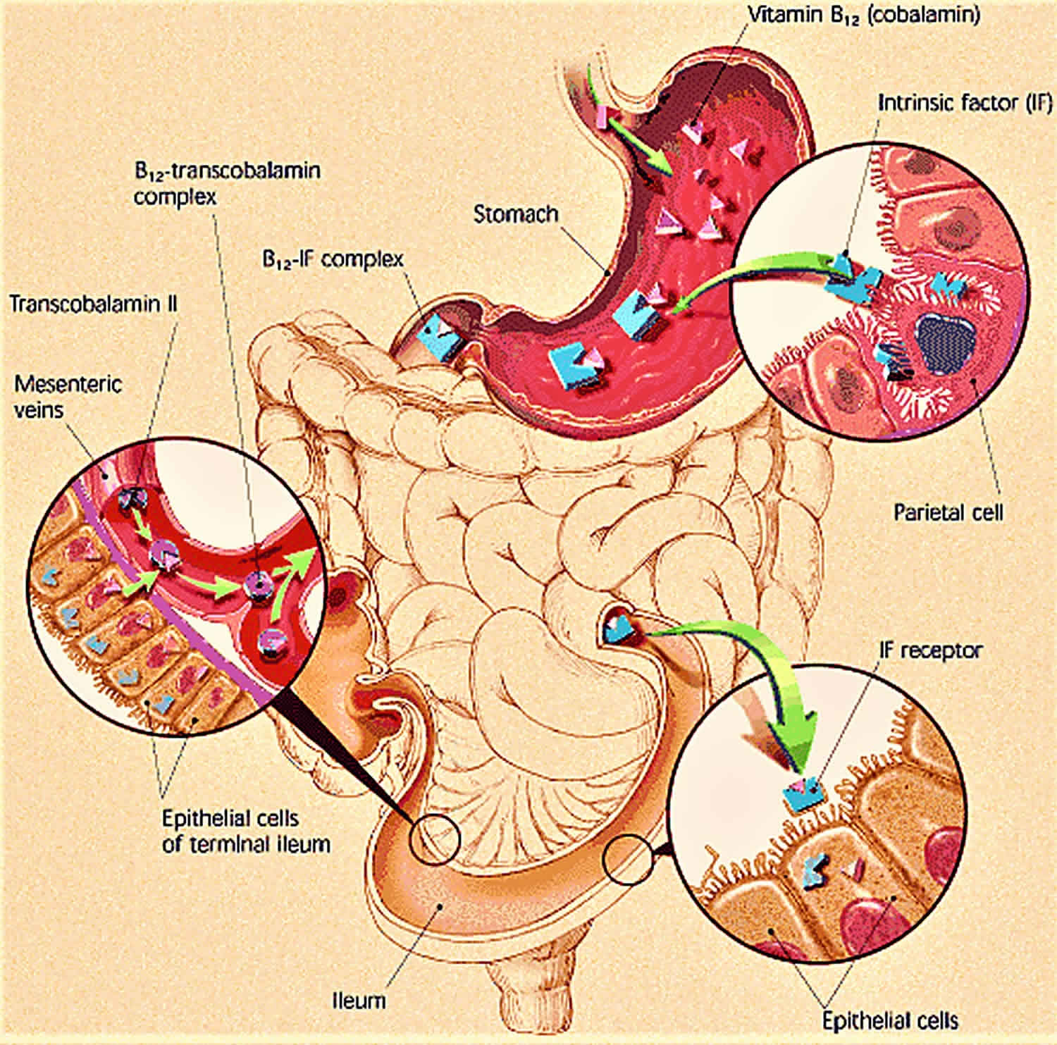 Intrinsic Factor Intrinsic Factor Function Test Deficiency 