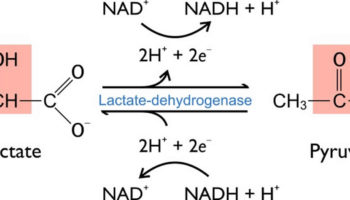 lactate dehydrogenase