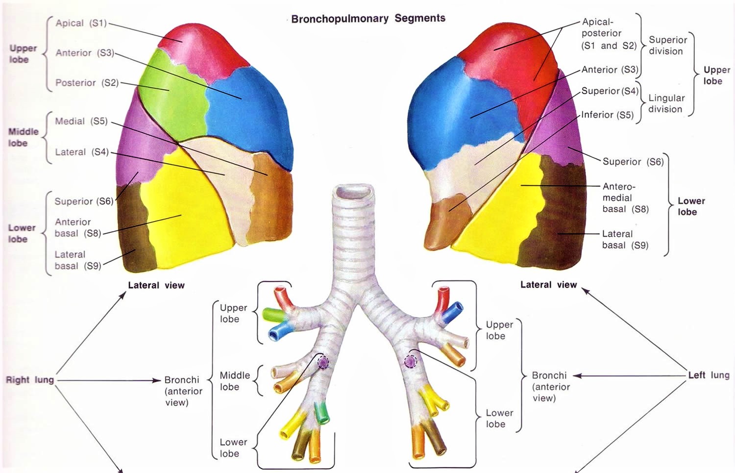 Lung segments