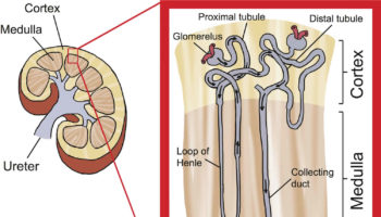 osmotic diuresis