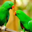 psittacosis