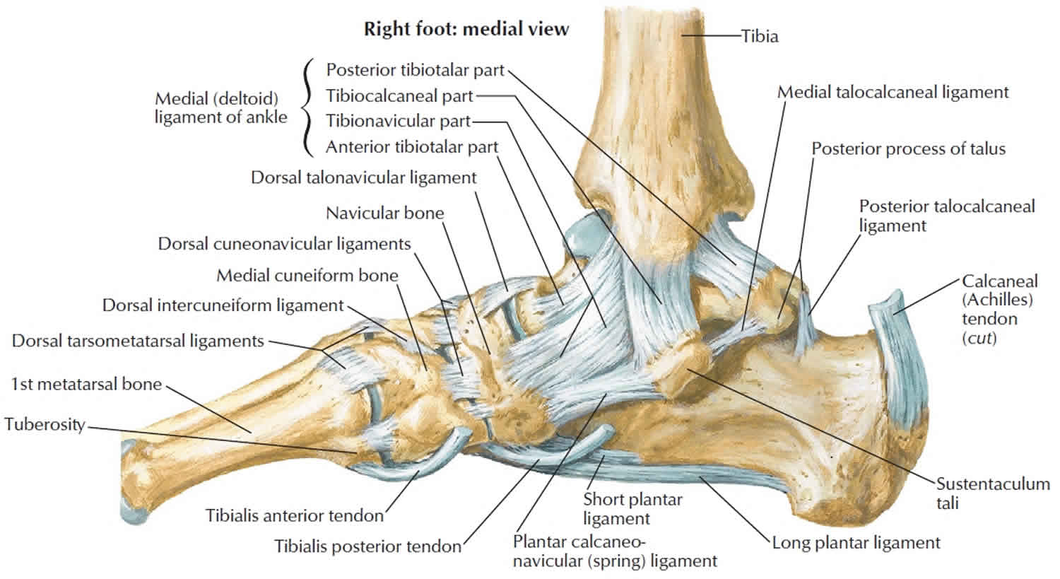 Diagram Of Ankle Ligaments