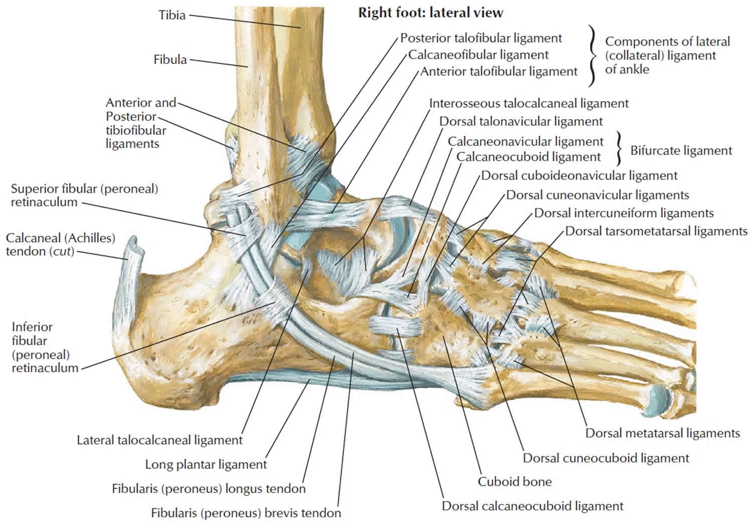 Calcaneus bone anatomy, function, calcaneus pain ...