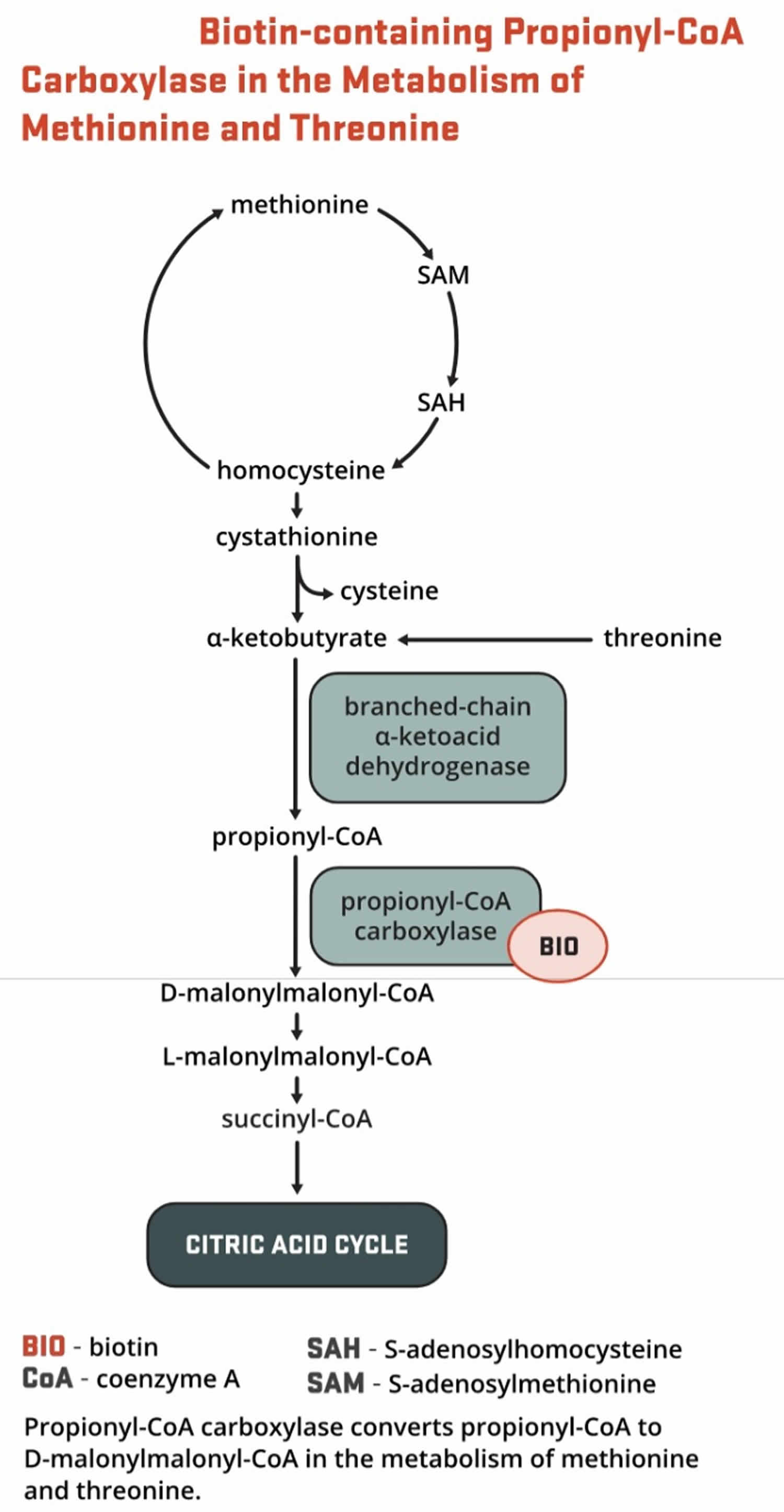 Biotin as enzyme cofactor in amino acids methionine and threonine metabolism