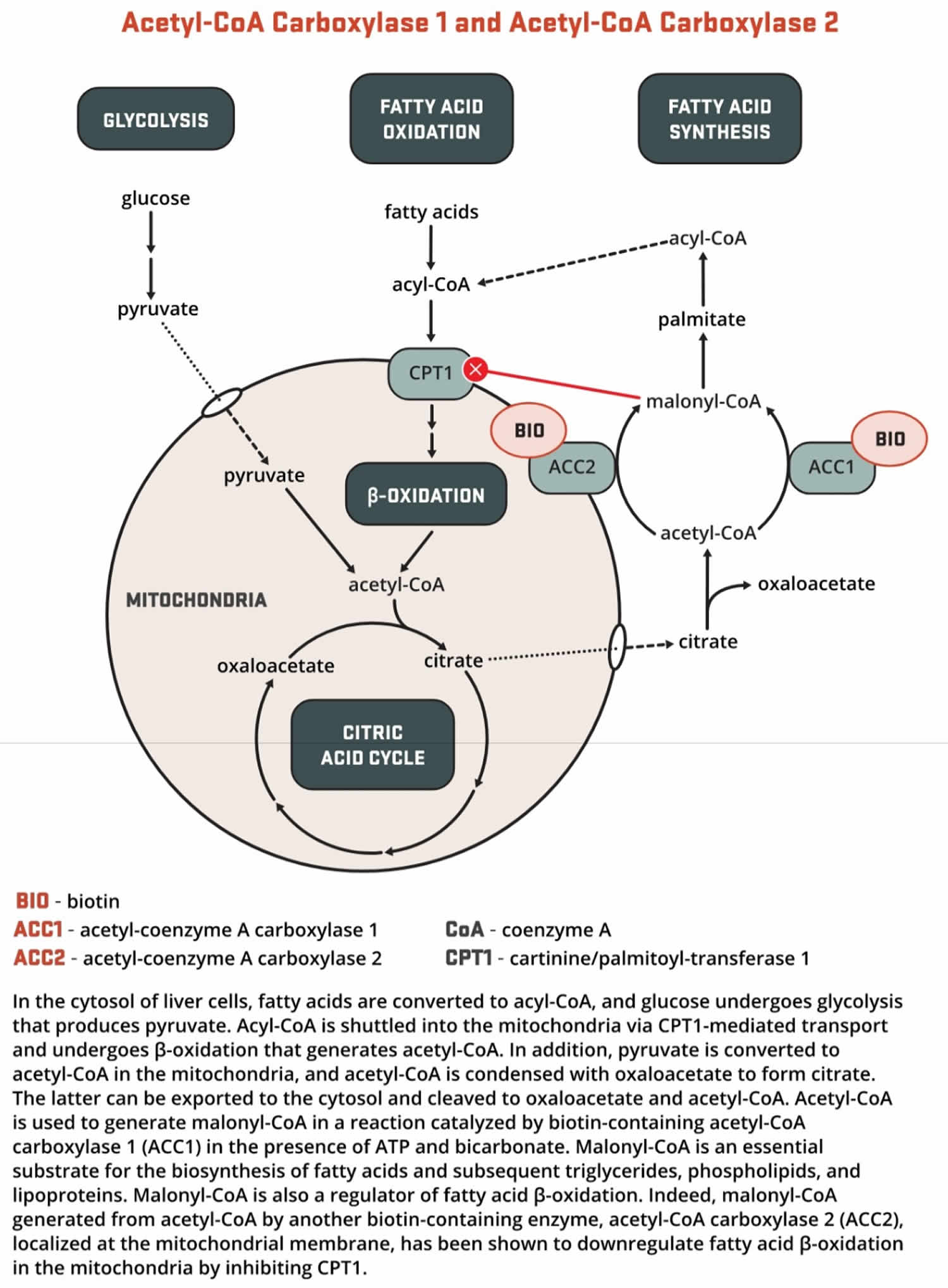 Biotin as enzyme cofactor in gluconeogenesis