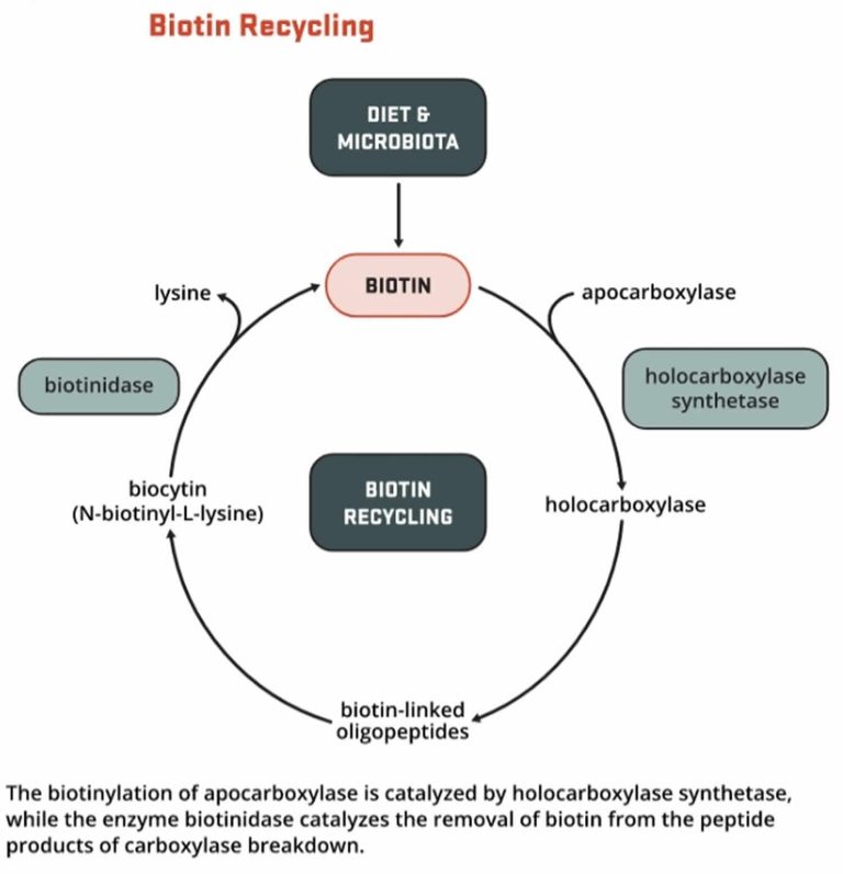 Biotin vitamins, biotin deficiency, biotin benefits, foods high in biotin