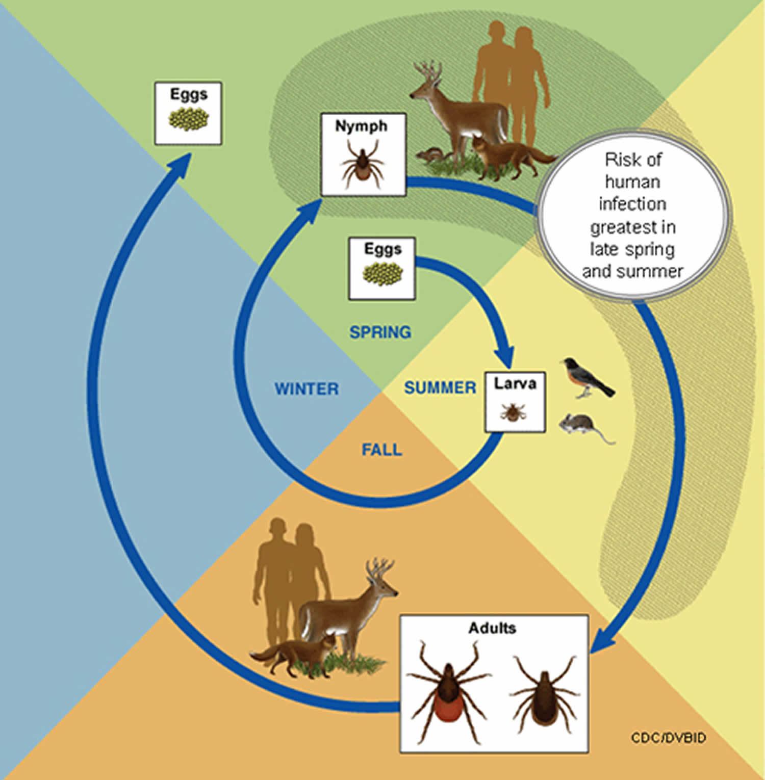 Borrelia burgdorferi life cycle