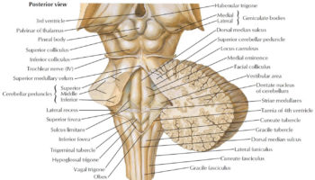 Brain stem