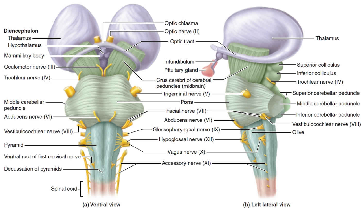 function of thebrain stem