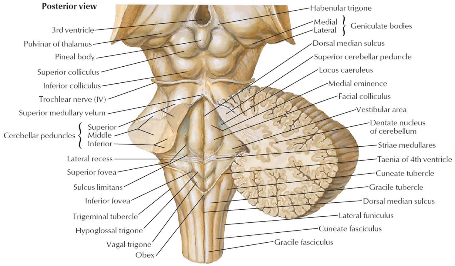 brainstem anatomy dorsal