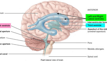 Brain ventricles