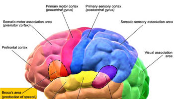 Broca’s area