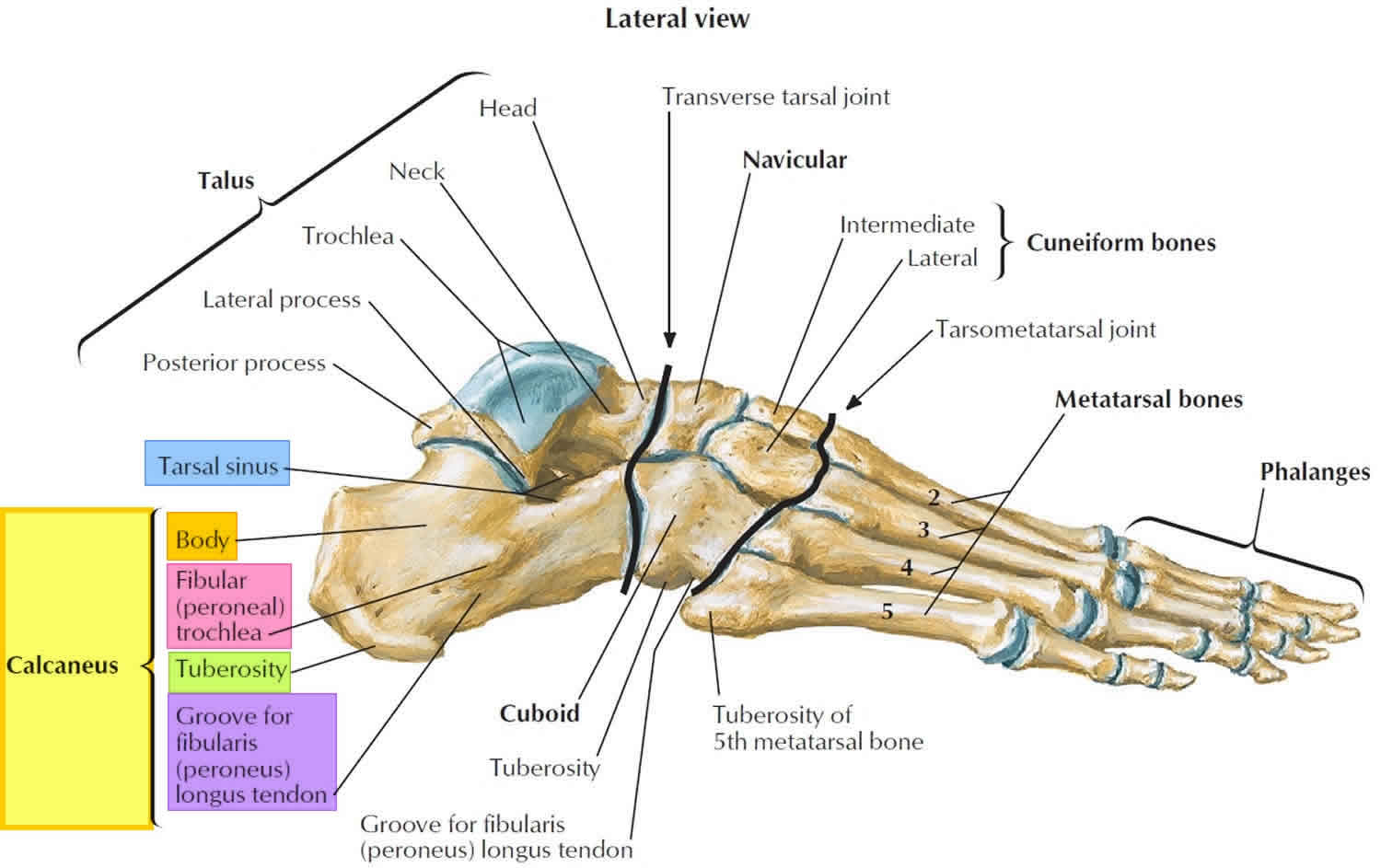 Calcaneus Bone Anatomy Function Calcaneus Pain Calcaneus Fracture